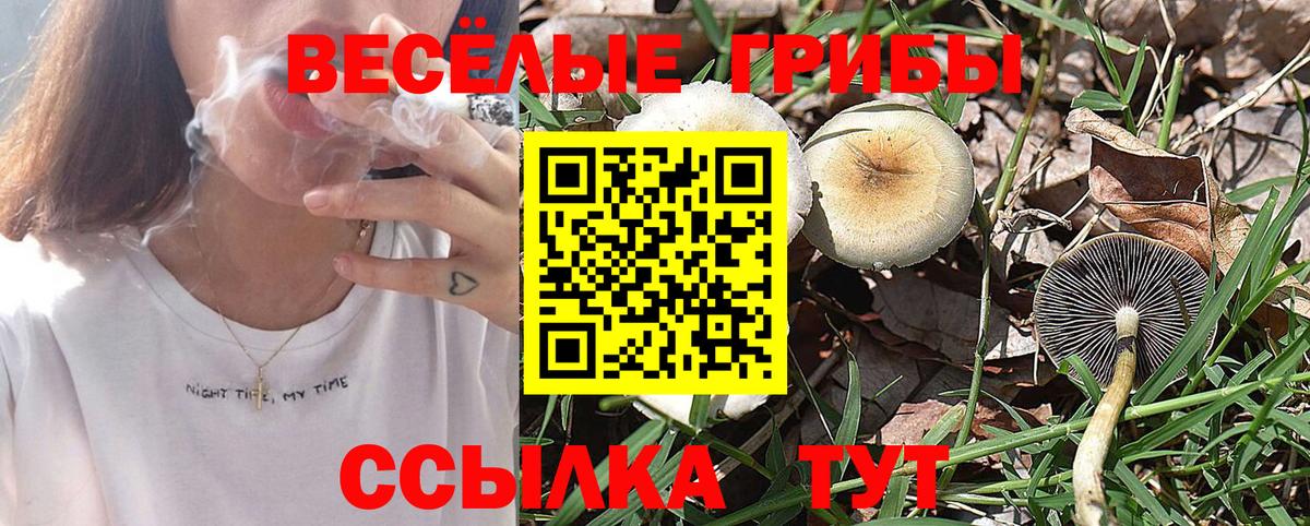 Псилоцибиновые грибы Cubensis Россошь